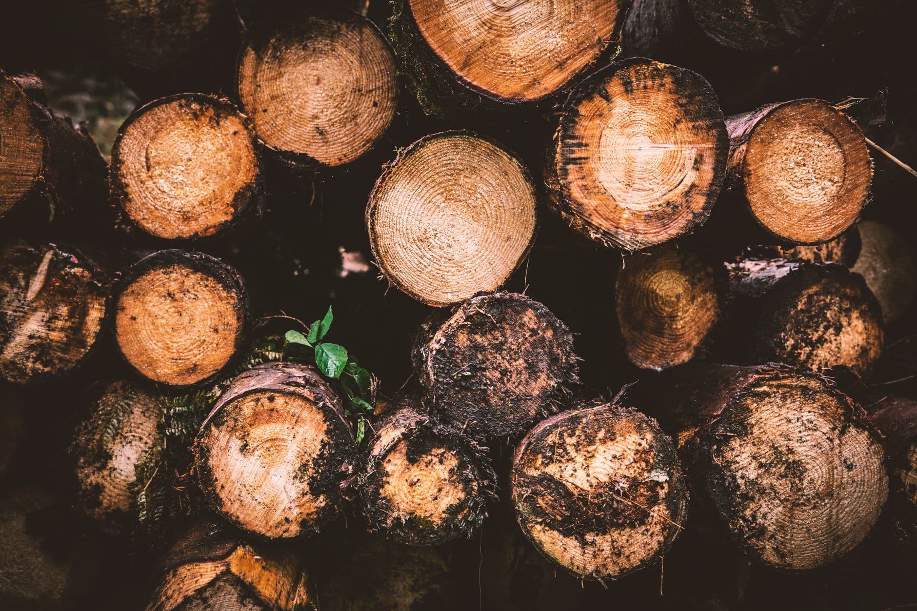 Work Light Problems That Start Small on Trucks and Forestry Equipment
